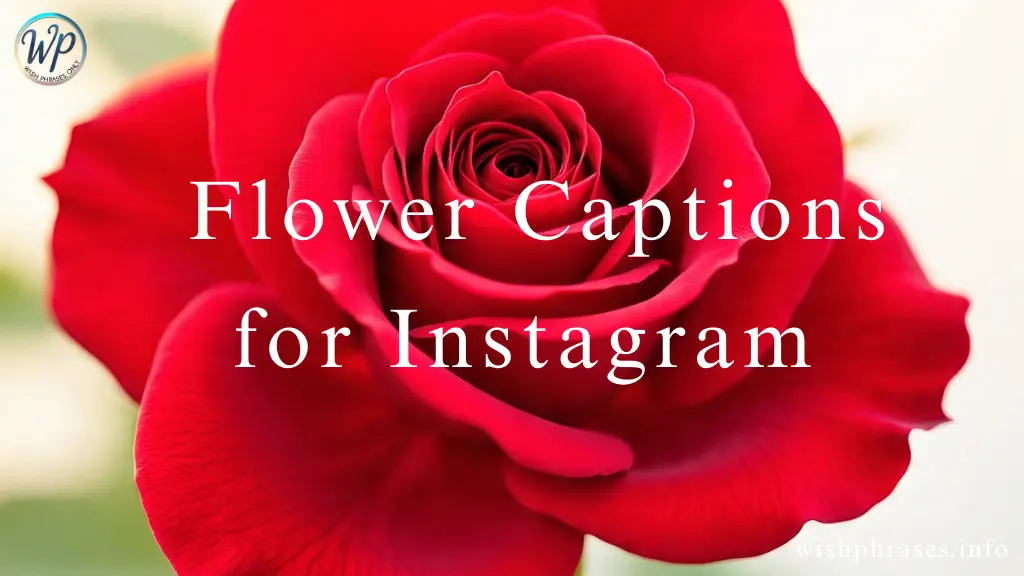 Flower Captions for Instagram