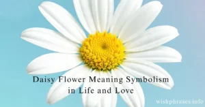 daisy flower meaning