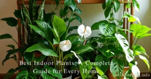 Indoor Plants